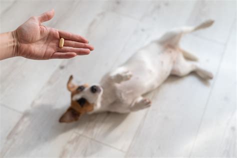 Can dogs take human SAMe