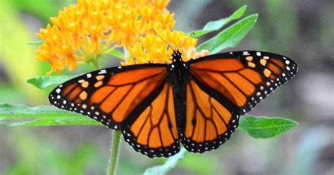 Can you kill butterflies