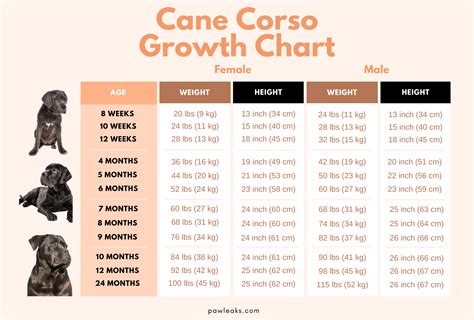 Cane Corso Growth Chart
