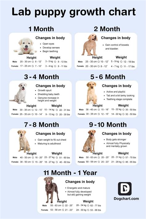 Canine Growth Chart
