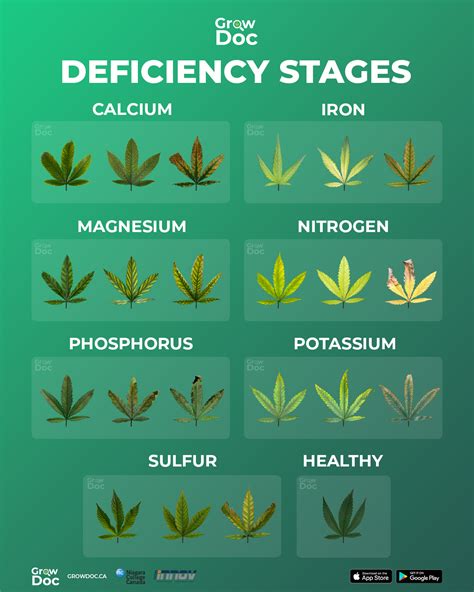 Canna Deficiency Chart