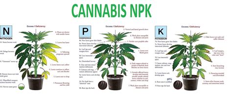 Cannabis Npk Chart