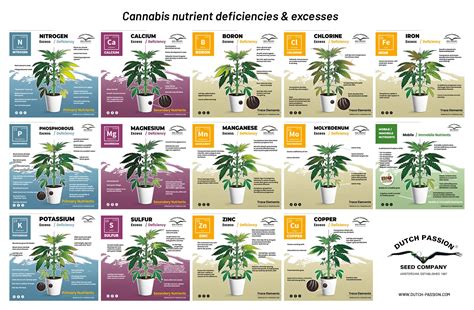 Cannabis Plant Deficiency Chart