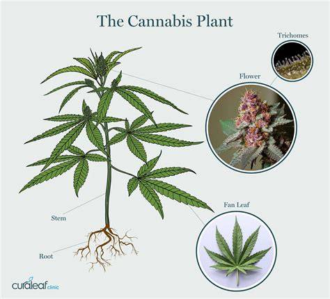 Asal Usul CBD: Tanaman Cannabis