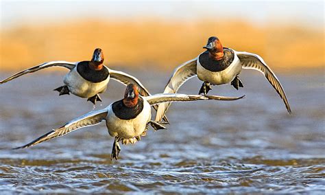 Canvasback