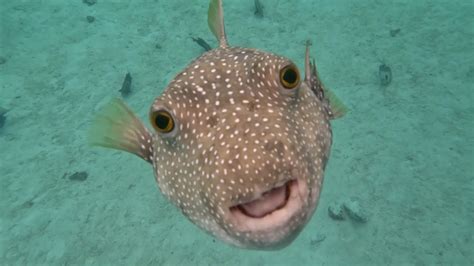 Capturing the Best Look of Puffer Fish with Camera Settings