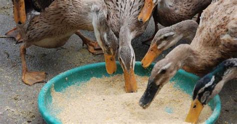 Cara Bebek Mencari Makan in Indonesia