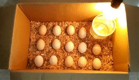 Cara Menetaskan Telur Ayam dengan Metode Alami