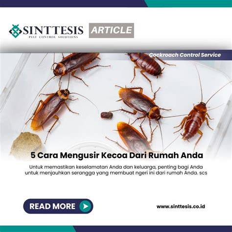 Cara Mengusir Kecoa