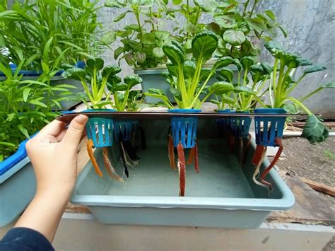 Cara menanam kemangi hidroponik