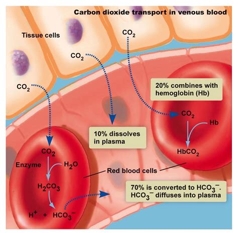 Carbon Dioxide Transported in the Blood Quizlet