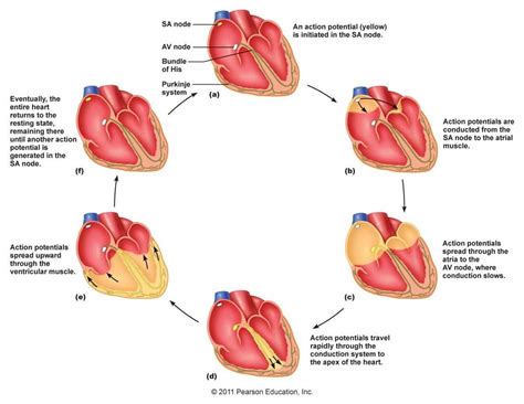 Cardiac Conduction System Flow Chart