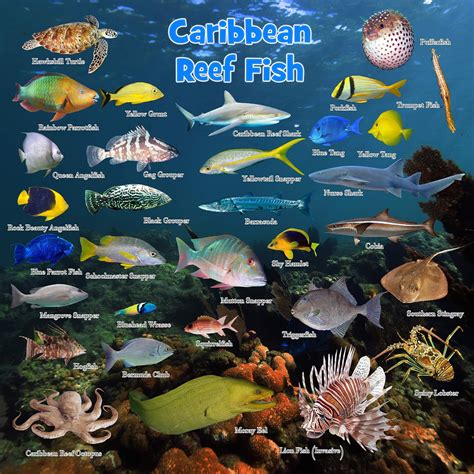 Caribbean Fish Identification Chart
