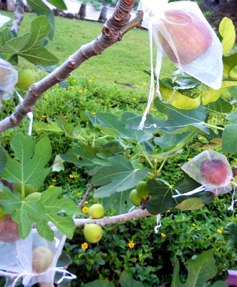 Caring for Fig Tree Cuttings