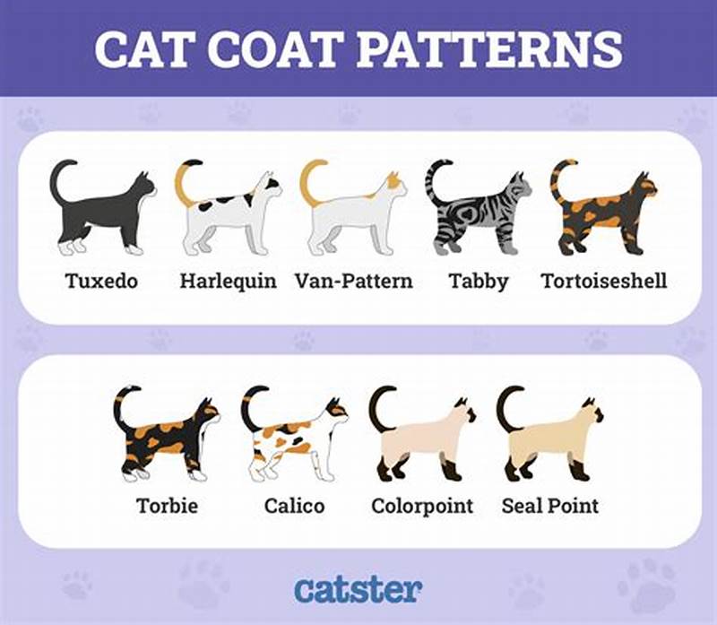 Cat Coat Pattern Types