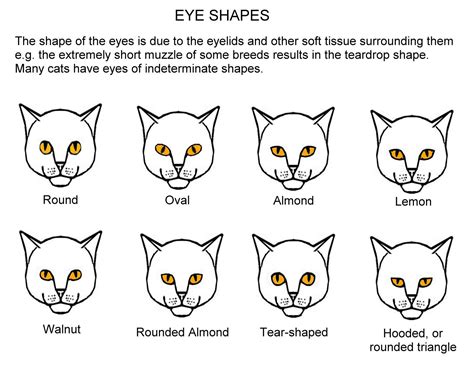 Cat Eye Chart