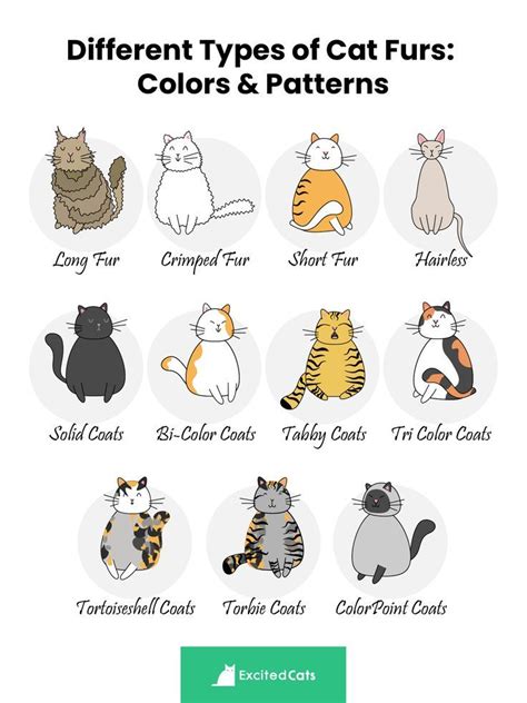 Cat Fur Patterns Chart