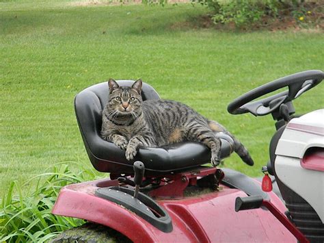 Cat looking at lawnmower