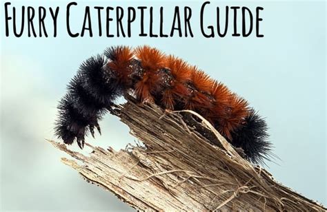 Caterpillar Identification Chart Fuzzy