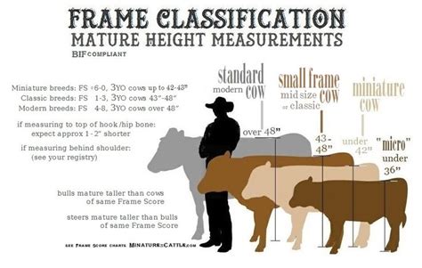 Cattle Size Chart