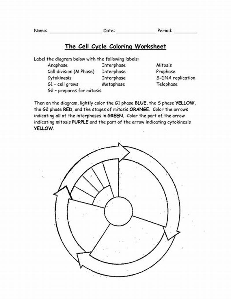 Cell Cycle Coloring Worksheet With Answers