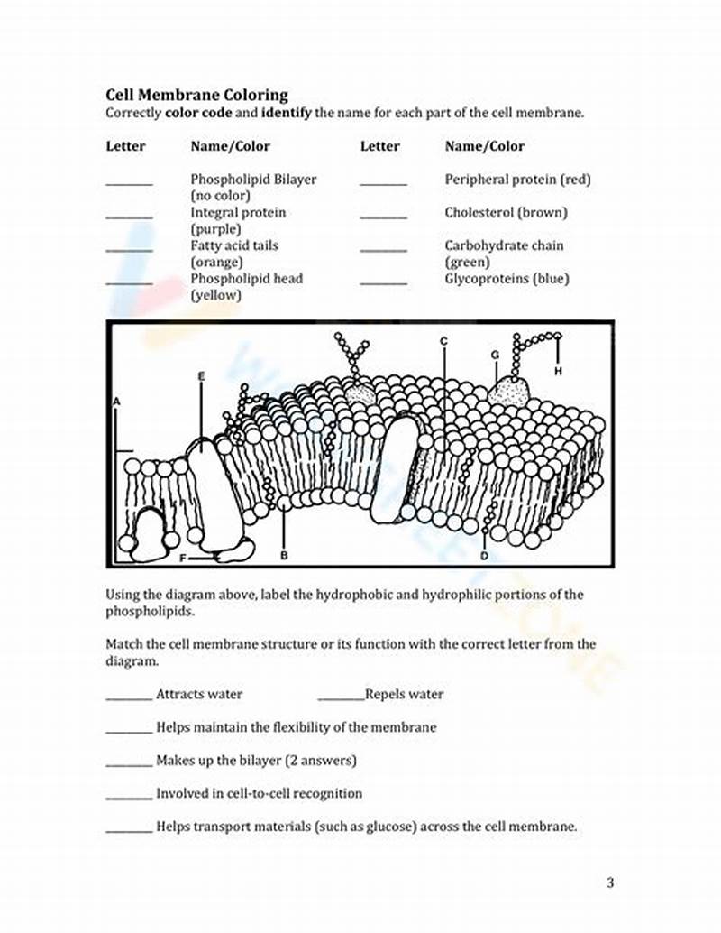 Cell Membrane Coloring Worksheet Answers Answer Key
