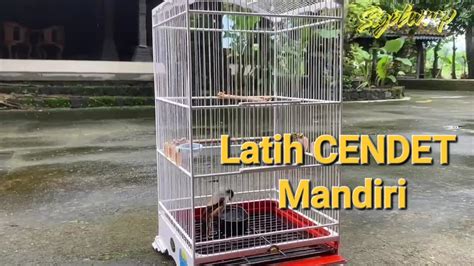 Cendet Mandi