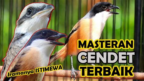 Cendet Masteran