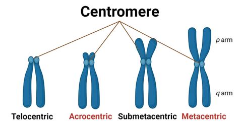 Centromere structure