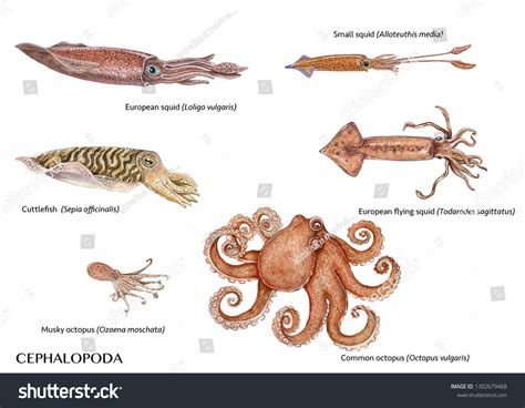 Cephalopoda Serupa