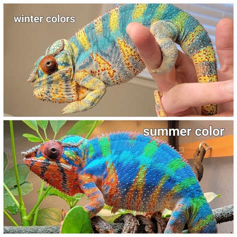 Chameleon changing color