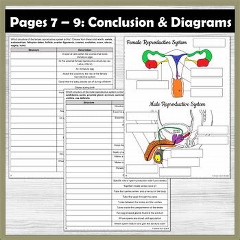 Chapter 16 The Reproductive System Coloring Packet