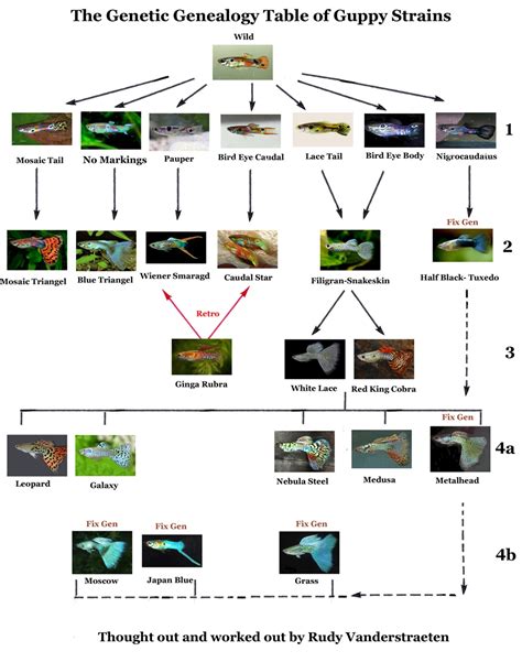 Chart Guppy Strains