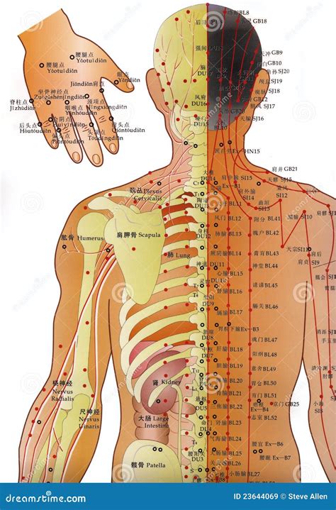 Chart Of Acupuncture Points