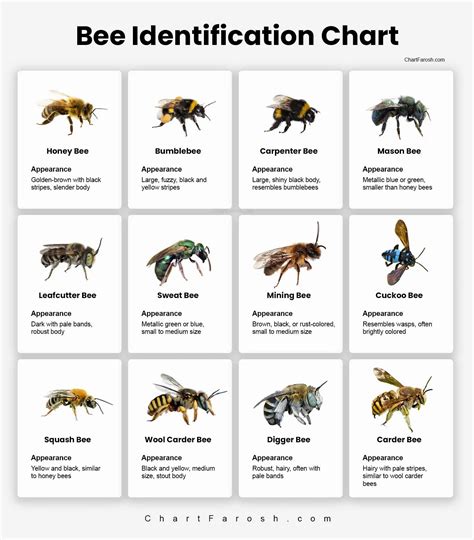 Chart Of Bees