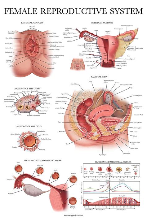 Chart Of Female Anatomy