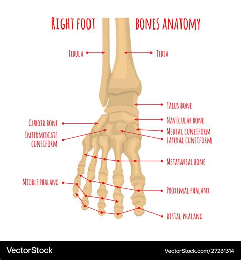 Chart Of Foot Bones