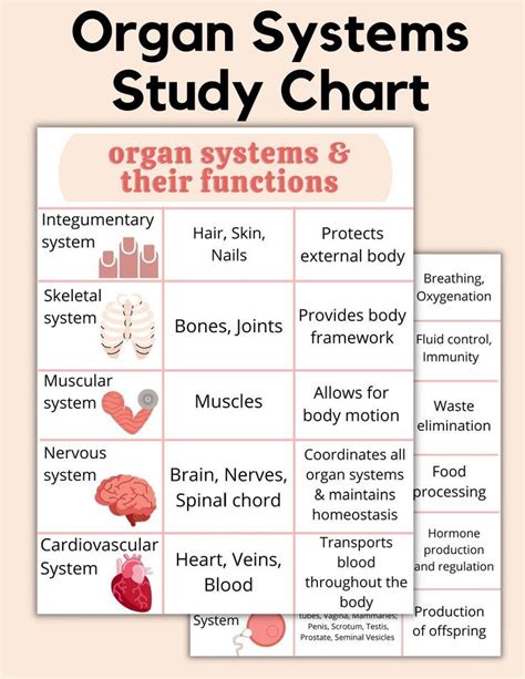 Chart Of Organ Systems