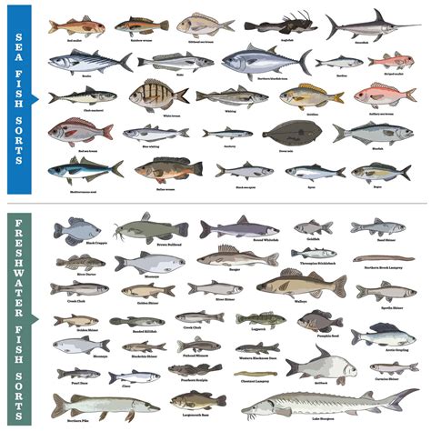 Chart Of Saltwater Fish