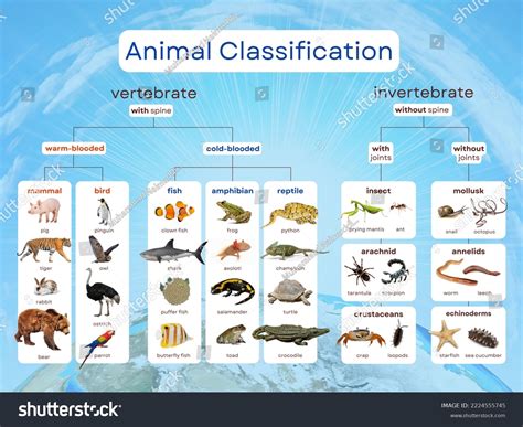 Chart Of Species