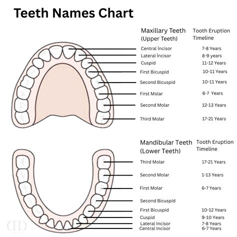 Chart Of Teeth With Names