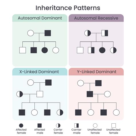 Chart That Shows Patterns Of Inheritance Within A Family