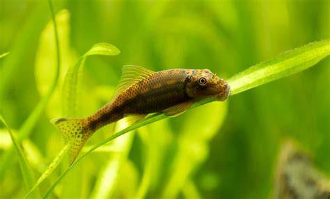 Chinese Algae Eater