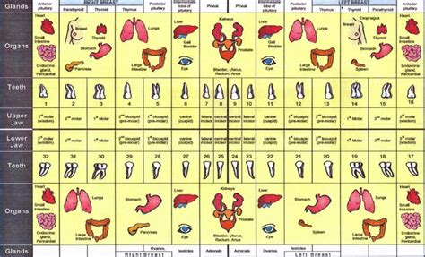 Chinese Tooth Chart