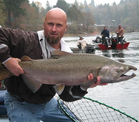 Chinook Salmon On Lewis River