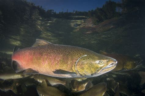 Chinook Salmon