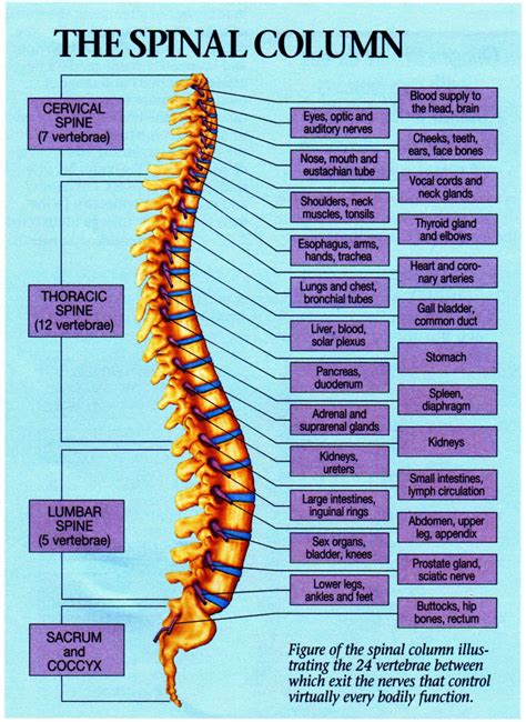 Chiropractic Spine Chart