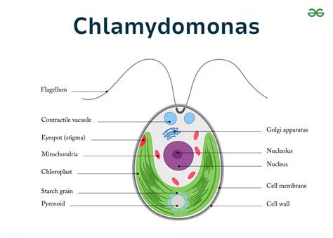 Chlamydomonas