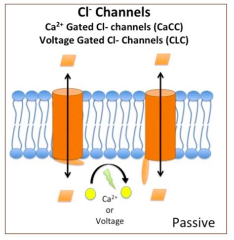 Chloride Transport Test