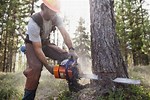 Chopping Down Trees